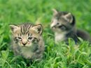 Astigiani in prima fila per la tutela dei gatti di strada: la Regione Piemonte finanzia 22 progetti per le colonie feline Astigiani in prima fila per la tutela dei gatti di strada: la Regione Piemonte finanzia 22 progetti per le colonie feline
