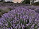 Castelnuovo Don Bosco, in mezzo al profumo dei fiori si terrà il concerto “fioritura di note e lavanda” Castelnuovo Don Bosco, in mezzo al profumo dei fiori si terrà il concerto “fioritura di note e lavanda”