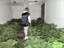 Nuova piantagione di marijuana scoperta a Vigliano d'Asti: sequestrate 762 piante e 65 chilogrammi di infiorescenze già essiccate Nuova piantagione di marijuana scoperta a Vigliano d'Asti: sequestrate 762 piante e 65 chilogrammi di infiorescenze già essiccate