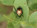 Allarme Popillia japonica: Confagricoltura chiede interventi urgenti Allarme Popillia japonica: Confagricoltura chiede interventi urgenti