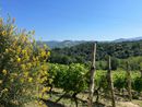 La Vigna magica di Vesime rivive grazie ai giovani artisti del liceo artistico di Acqui Terme
