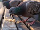 Piani di abbattimento dei piccioni, le associazioni chiedono il ritiro della delibera Piani di abbattimento dei piccioni, le associazioni chiedono il ritiro della delibera
