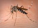 Confermato un caso di Dengue ad Asti: scatta la disinfestazione urgente contro la zanzara tigre