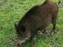 Asti, l'Oipa contro i fucili: "Un milione e mezzo di cinghiali abbattuti, ma il problema resta"