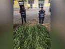 Finanzieri con le piante rinvenute Finanzieri con le piante rinvenute