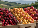 Stagione estiva positiva per l'ortofrutta piemontese: le cooperative chiudono con il sorriso Stagione estiva positiva per l'ortofrutta piemontese: le cooperative chiudono con il sorriso