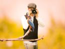 La passione per i volatili tra i motivi di vacanza nell'Astigiano La passione per i volatili tra i motivi di vacanza nell'Astigiano