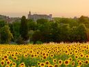 Una suggestiva immagine di Costigliole d'Asti "vista" da un campo di girasoli e con, sullo sfondo, il maestoso castello del paese Una suggestiva immagine di Costigliole d'Asti "vista" da un campo di girasoli e con, sullo sfondo, il maestoso castello del paese