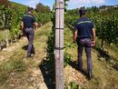 Dalla vigna al ristorante, l'estate "in nero" scoperta dai finanzieri di Asti e Canelli Dalla vigna al ristorante, l'estate "in nero" scoperta dai finanzieri di Asti e Canelli