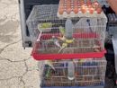 Galline, conigli e uccelli in gabbia: l'appello di Animal per un Piemonte senza animali nei mercati Galline, conigli e uccelli in gabbia: l'appello di Animal per un Piemonte senza animali nei mercati