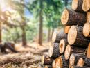 Dazi USA sul legno, Confagricoltura Piemonte lancia l'allarme: "Grave zavorra per 3.500 aziende" Dazi USA sul legno, Confagricoltura Piemonte lancia l'allarme: "Grave zavorra per 3.500 aziende"