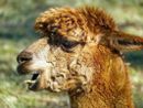Una merenda speciale con gli alpaca per i 21 anni di solidarietà di Oremi Una merenda speciale con gli alpaca per i 21 anni di solidarietà di Oremi