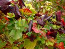 Lotta alla flavescenza dorata: pubblicate le disposizioni obbligatorie per il 2024