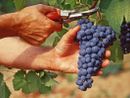 Inizia la vendemmia, anticipata dal gran caldo: qualità alta, mercati in allerta per le tensioni internazionali Inizia la vendemmia, anticipata dal gran caldo: qualità alta, mercati in allerta per le tensioni internazionali