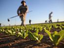 Carenza di manodopera, l'agricoltura chiede risposte: "Servono tempi certi e rapidi"