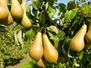 Coldiretti Piemonte lancia l'allarme: "Caduta precoce delle pere a causa delle piogge” Coldiretti Piemonte lancia l'allarme: "Caduta precoce delle pere a causa delle piogge”