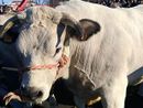 "Sua maestà il Bollito", a Valfenera un convegno sulla Fassona piemontese