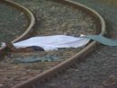 Persona investita dal treno a Cambiano: circolazione sospesa sulla Torino-Asti