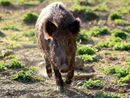 Prolungato di un mese il calendario di caccia al cinghiale