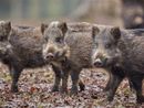 Sterilizzazione dei cinghiali: un mangime speciale e innocuo per la natura approvato dalla commissione del ministero delle Politiche agricole