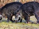 Asti Agricoltura: urgente affrontare il problema degli ungulati