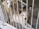 Due splendidi cuccioloni 'scaricati' come spazzatura di fronte al canile di Asti