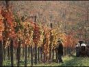 Lotta alla flavescenza dorata: Nizza Monferrato registra un calo delle catture di Scaphoideus titanus