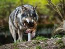 Immagine di archivio di un lupo predatore Immagine di archivio di un lupo predatore
