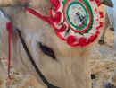Carrù celebra la razza piemontese: asta del bue, pranzo e giochi alla nona Festa della Carne