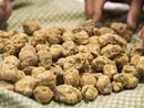 Tartufo bianco (foto d'archivio) Tartufo bianco (foto d'archivio)