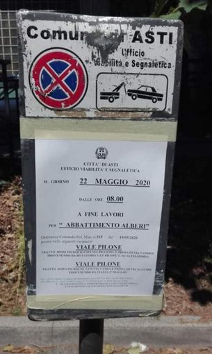 Platani di viale Pilone, domani saranno abbattute 4 piante. "Sono malate è necessario", spiegano Morra e Berzano