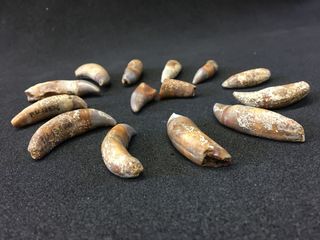 denti delfinide
