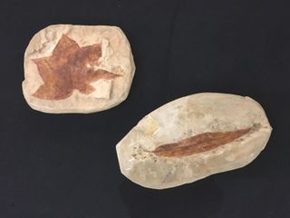 foglie fossili