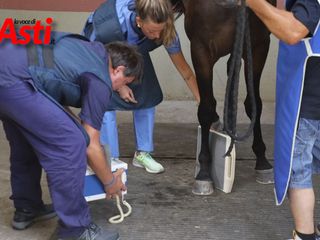 Le immagini della prima mattina di visite veterinarie (Merphefoto)