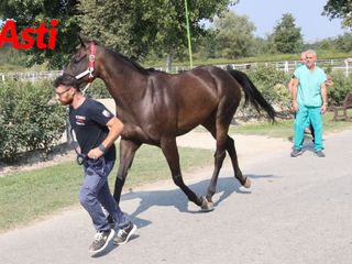 Le immagini della prima mattina di visite veterinarie (Merphefoto)