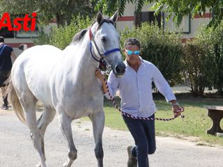 Le immagini della prima mattina di visite veterinarie (Merphefoto)