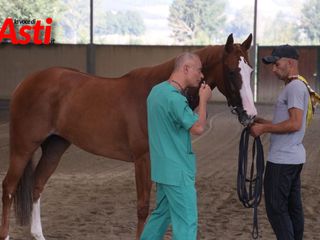 Le immagini della prima mattina di visite veterinarie (Merphefoto)