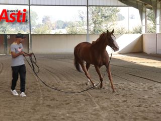 Le immagini della prima mattina di visite veterinarie (Merphefoto)