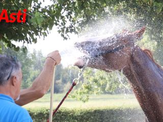Le immagini della prima mattina di visite veterinarie (Merphefoto)