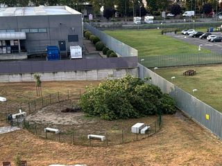 L'albero abbattuto dai violenti temporali del luglio scorso