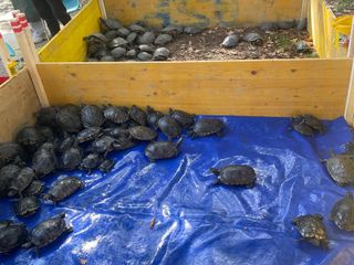 Le immagini della pulizia (Ph Giulia Frontino) Le immagini della pulizia (Ph Giulia Frontino)