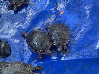 Le immagini della pulizia (Ph Giulia Frontino) Le immagini della pulizia (Ph Giulia Frontino)