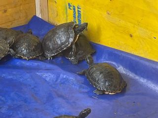 Le immagini della pulizia (Ph Giulia Frontino) Le immagini della pulizia (Ph Giulia Frontino)