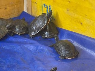 Le immagini della pulizia (Ph Giulia Frontino) Le immagini della pulizia (Ph Giulia Frontino)