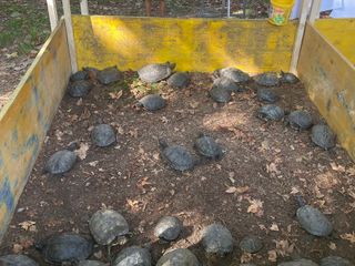 Le immagini della pulizia (Ph Giulia Frontino) Le immagini della pulizia (Ph Giulia Frontino)