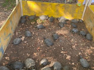 Le immagini della pulizia (Ph Giulia Frontino) Le immagini della pulizia (Ph Giulia Frontino)