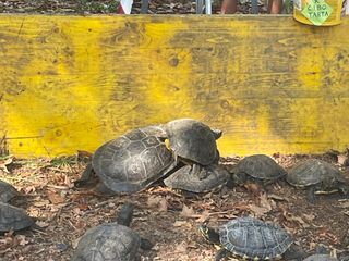 Le immagini della pulizia (Ph Giulia Frontino) Le immagini della pulizia (Ph Giulia Frontino)