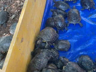 Le immagini della pulizia (Ph Giulia Frontino) Le immagini della pulizia (Ph Giulia Frontino)