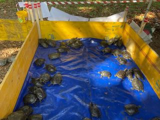 Le immagini della pulizia (Ph Giulia Frontino) Le immagini della pulizia (Ph Giulia Frontino)