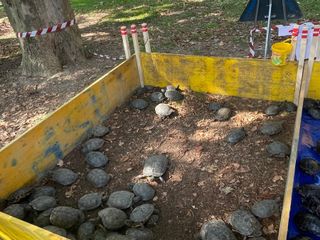 Le immagini della pulizia (Ph Giulia Frontino) Le immagini della pulizia (Ph Giulia Frontino)